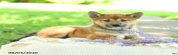 Shiba Inu dogs for sale: Jewel  - Ad 4