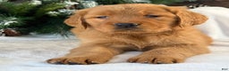 Golden Retriever dogs for sale: Lucy  - Ad 3