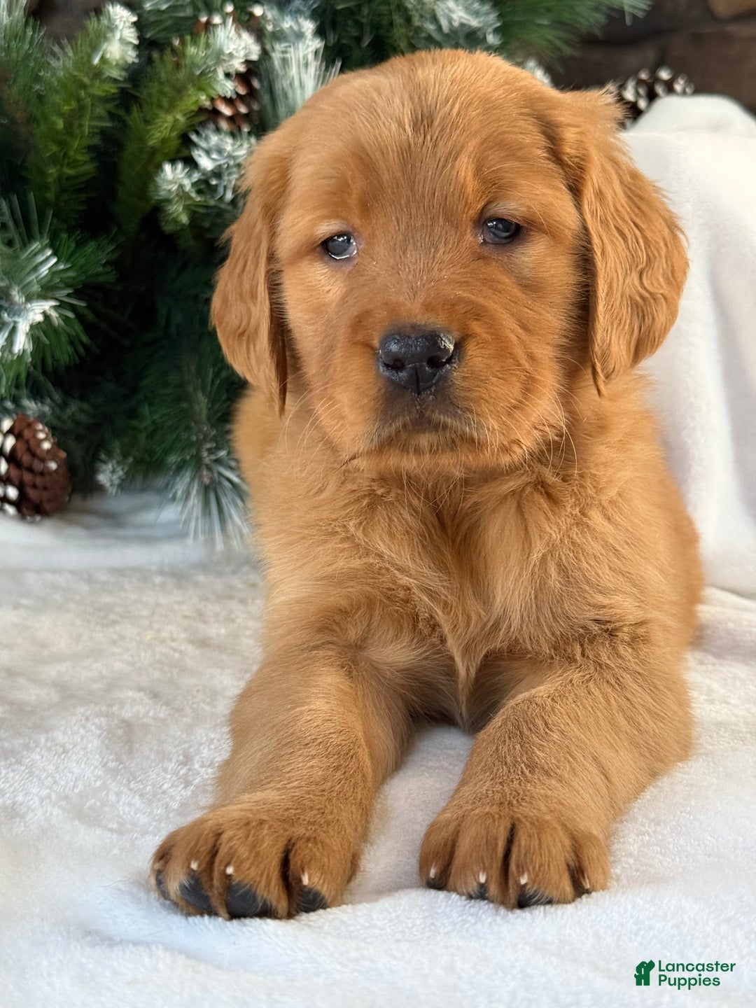 Golden Retriever dogs for sale: Lucy  - Ad 3