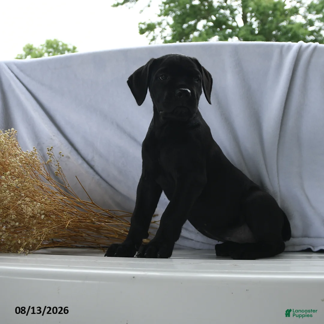 Cane Corso dogs for sale: Aspen - Ad 1