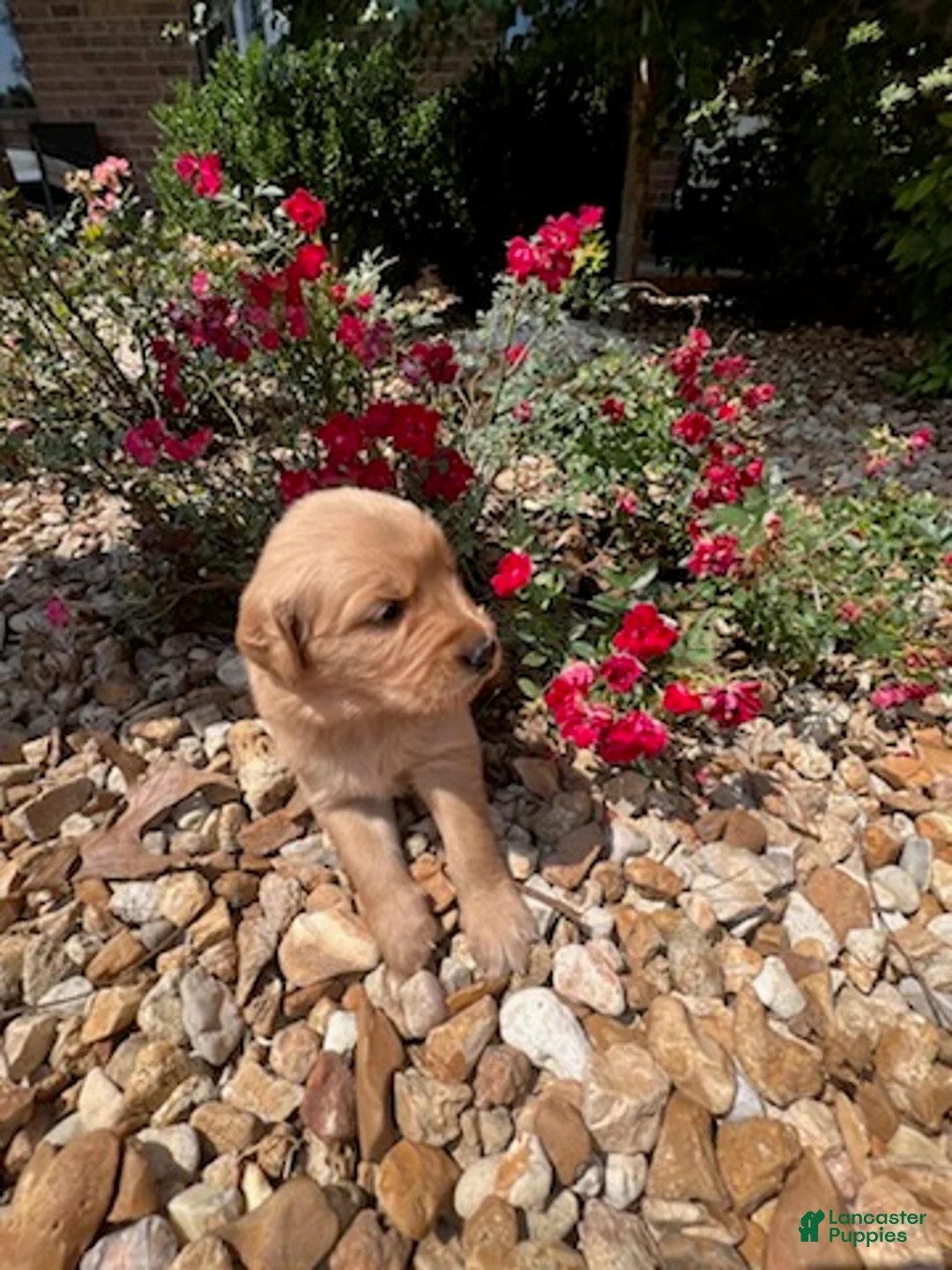 Golden Retriever dogs for sale: Ember - Ad 1