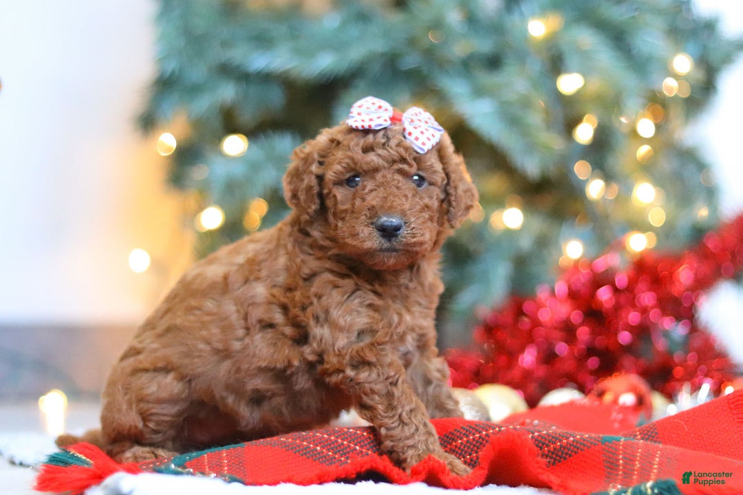 Mixed Breed dogs for sale: Gloria – Female (F7927) - Ad 2