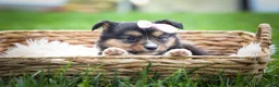 Mixed Breed dogs for sale: Goldie Mae🎀 - Ad 4