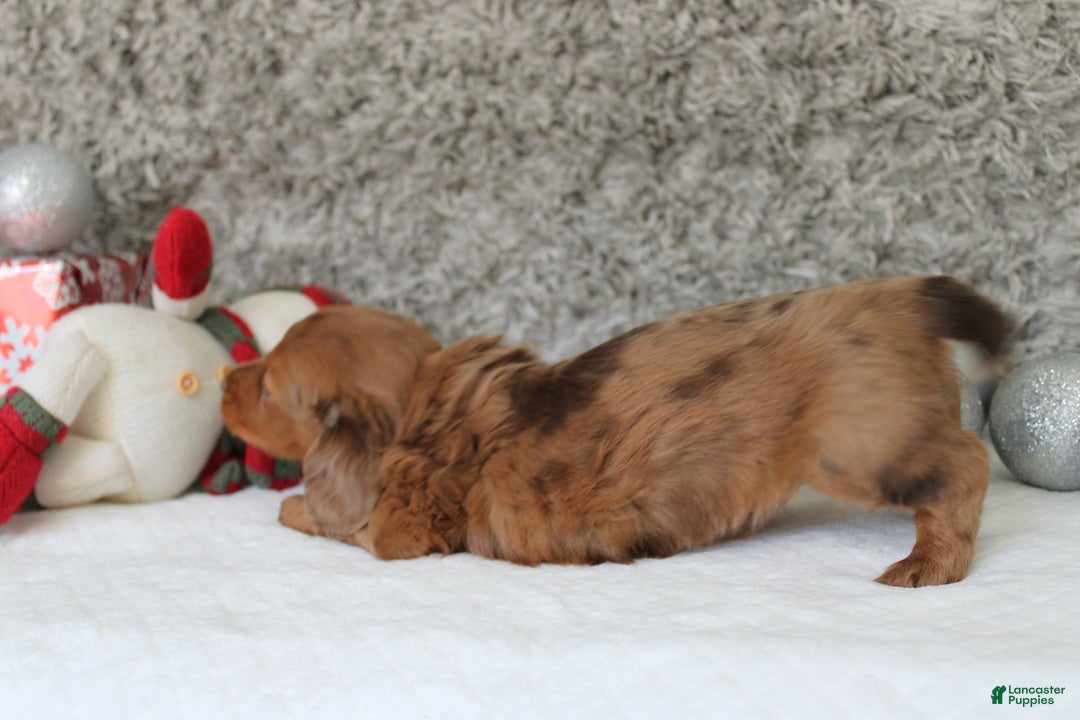 Miniature Dachshund dogs for sale: Shepard - Ad 8