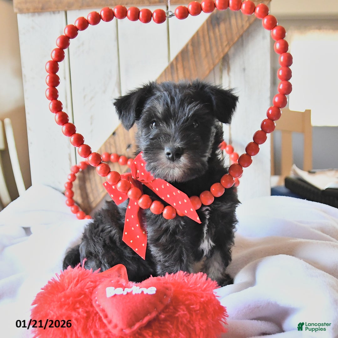 Miniature Schnauzer dogs for sale: Peanut  - Ad 2
