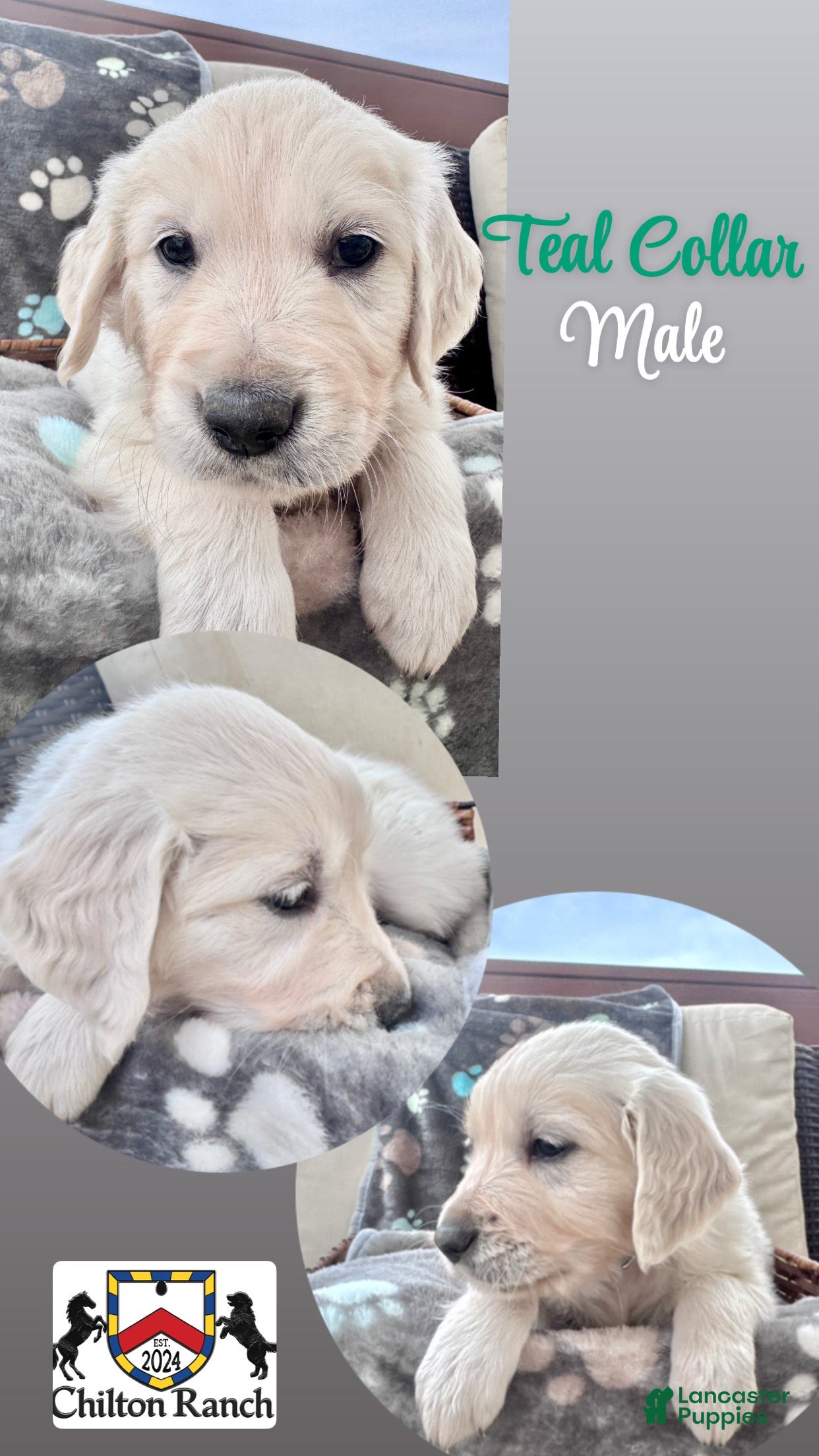 Golden Retriever dogs for sale: Golden Retriever Male 2 - Ad 3