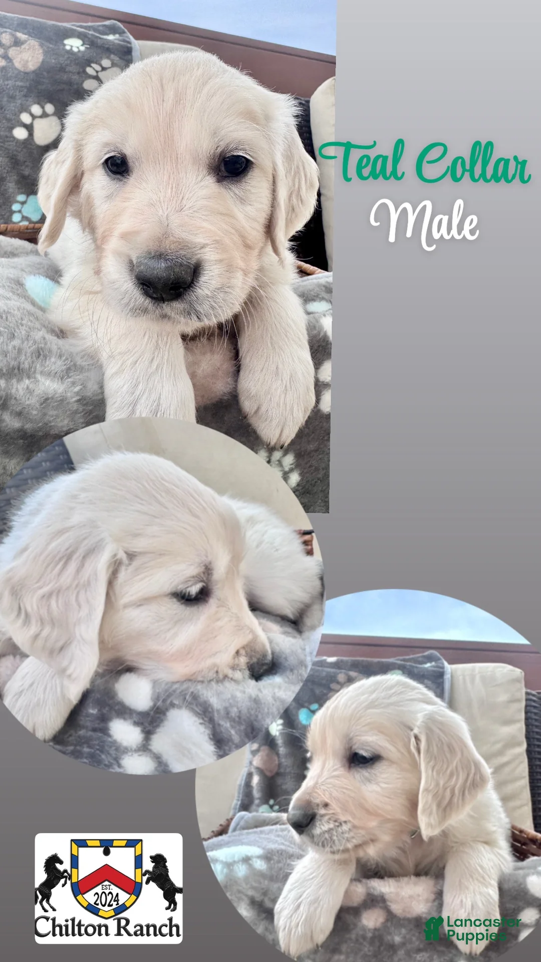 Golden Retriever dogs for sale: Golden Retriever Male 2 - Ad 1