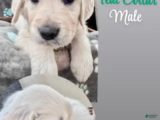 Golden Retriever dogs for sale: Golden Retriever Male 2 - Ad 3