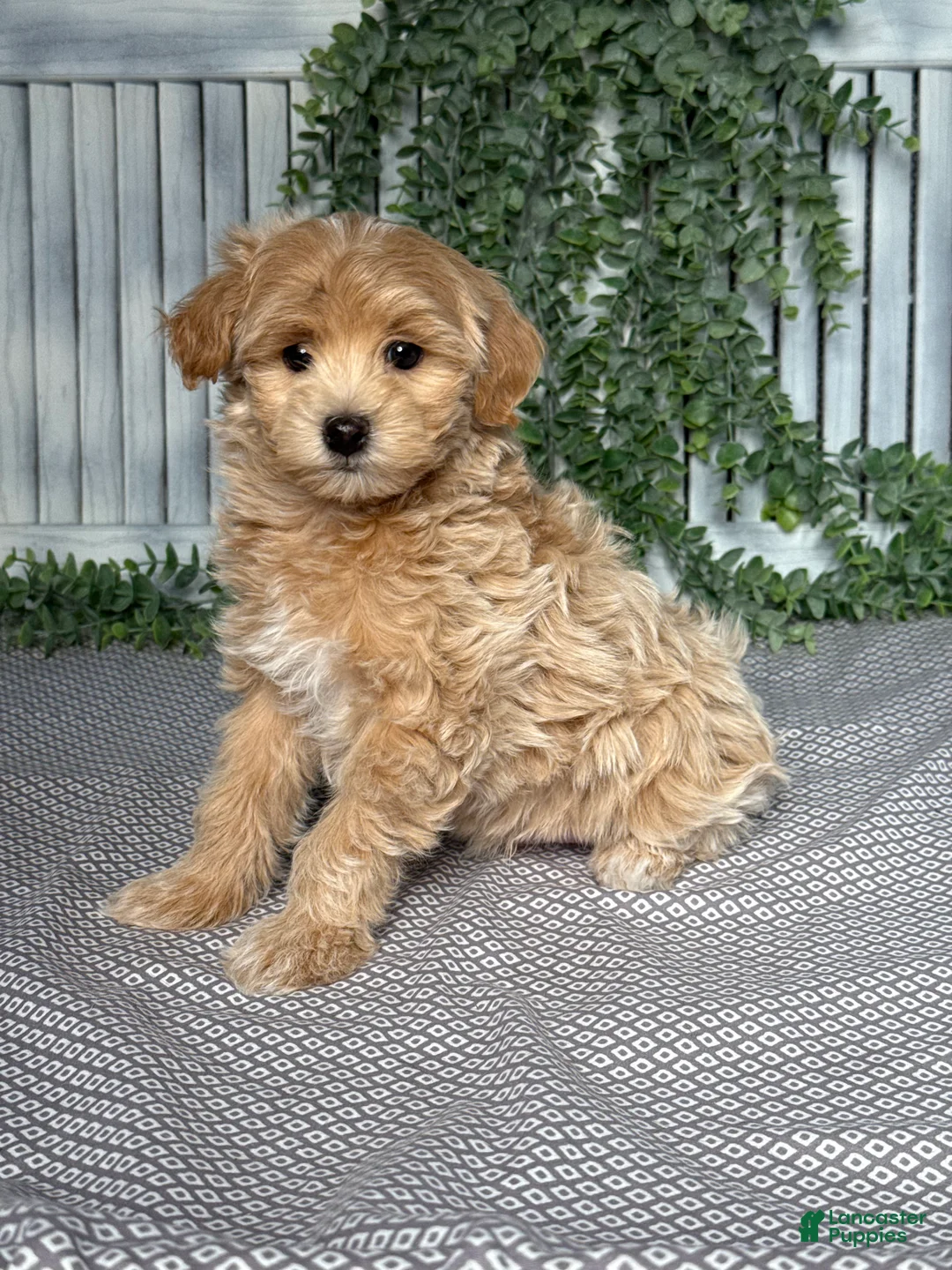 Maltipoo dogs for sale: Miles - Ad 2