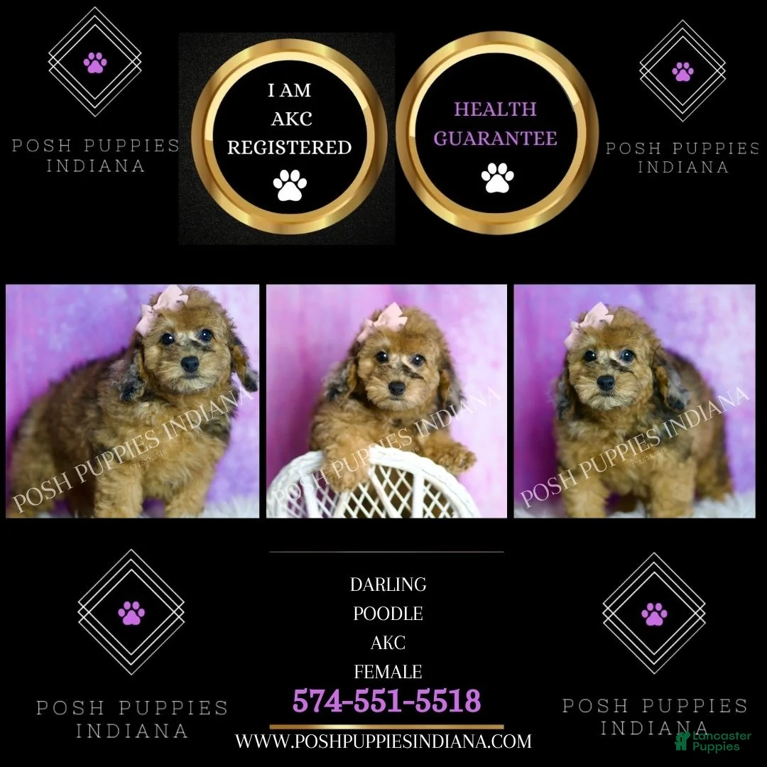 Toy Poodle dogs for sale: Darling - Ad 6