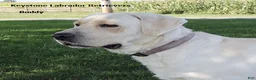 Labrador Retriever dogs for sale: Buddy - Champ lines - Ad 4