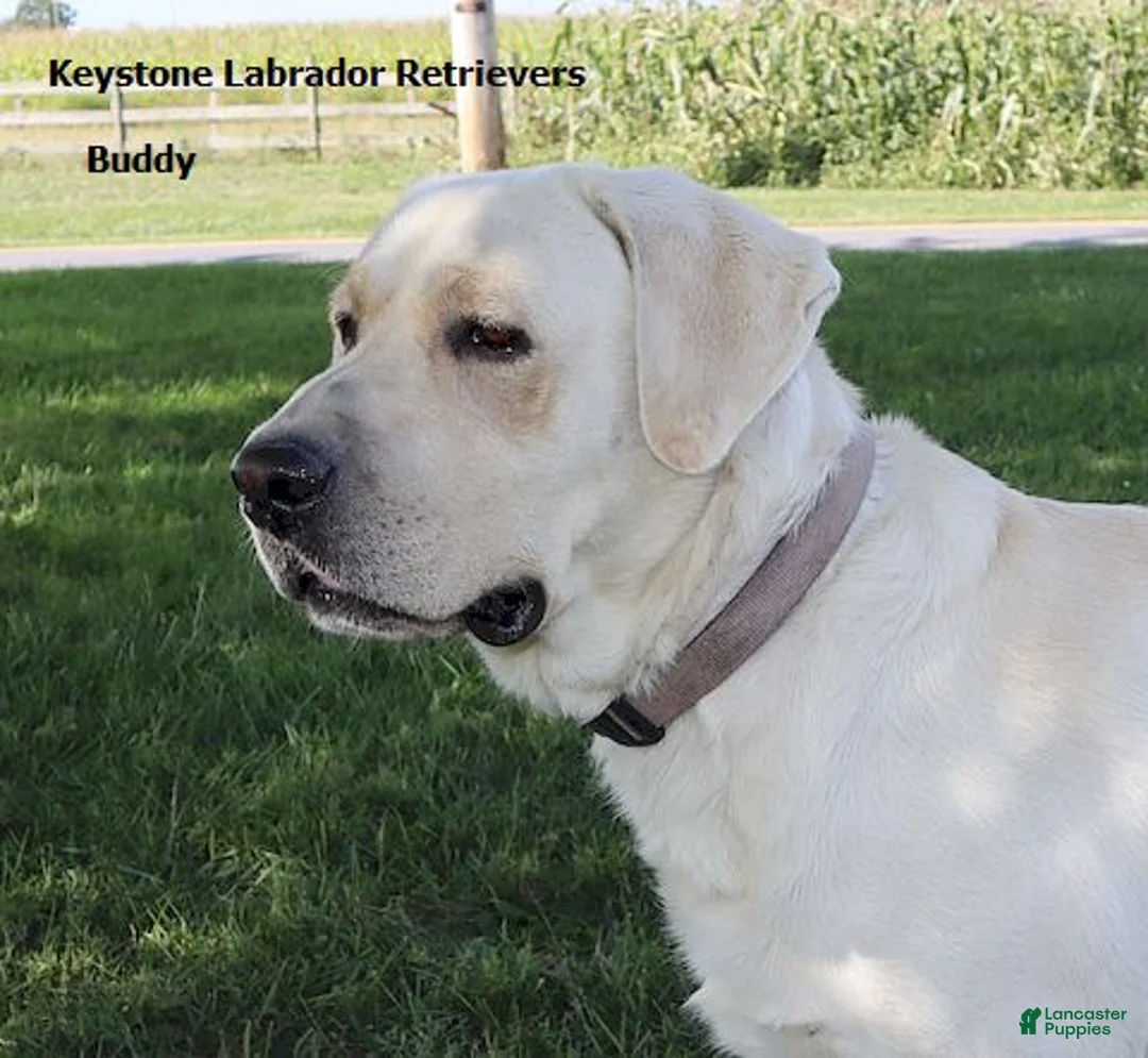 Labrador Retriever dogs for sale: Buddy - Champ lines - Ad 4