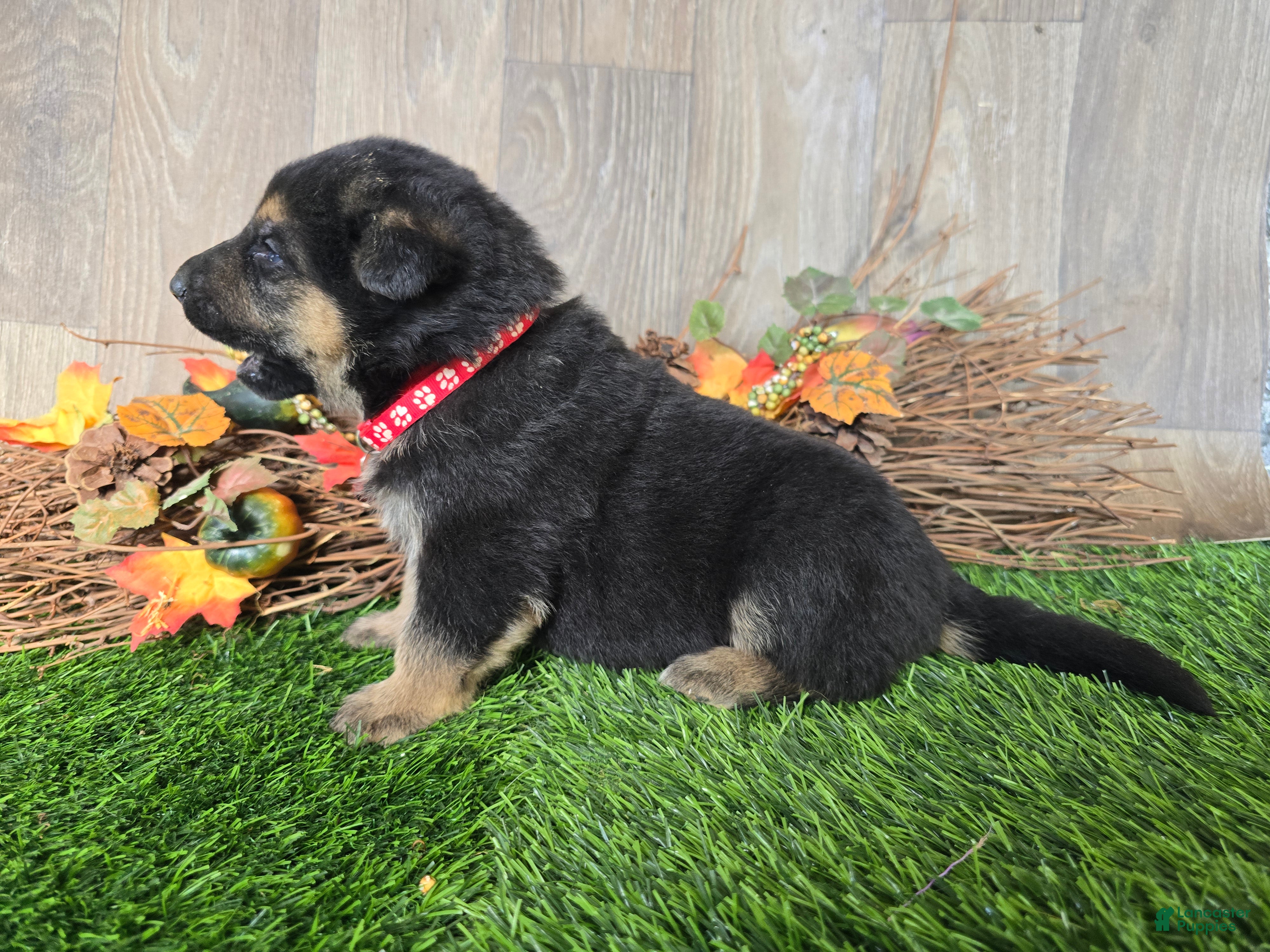 German Shepherd dogs for sale: German Shepherd 3 - Ad 2