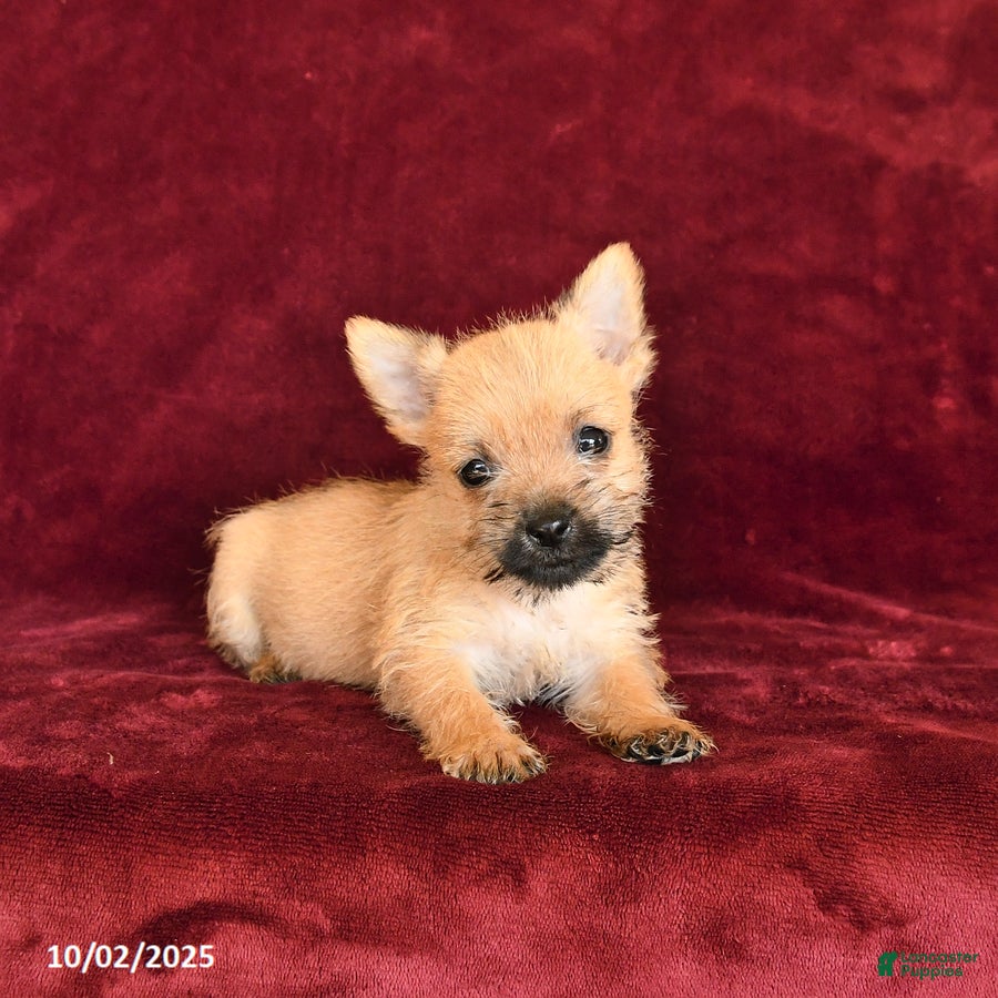 Cairn Terrier Puppies for sale Lancaster Puppies