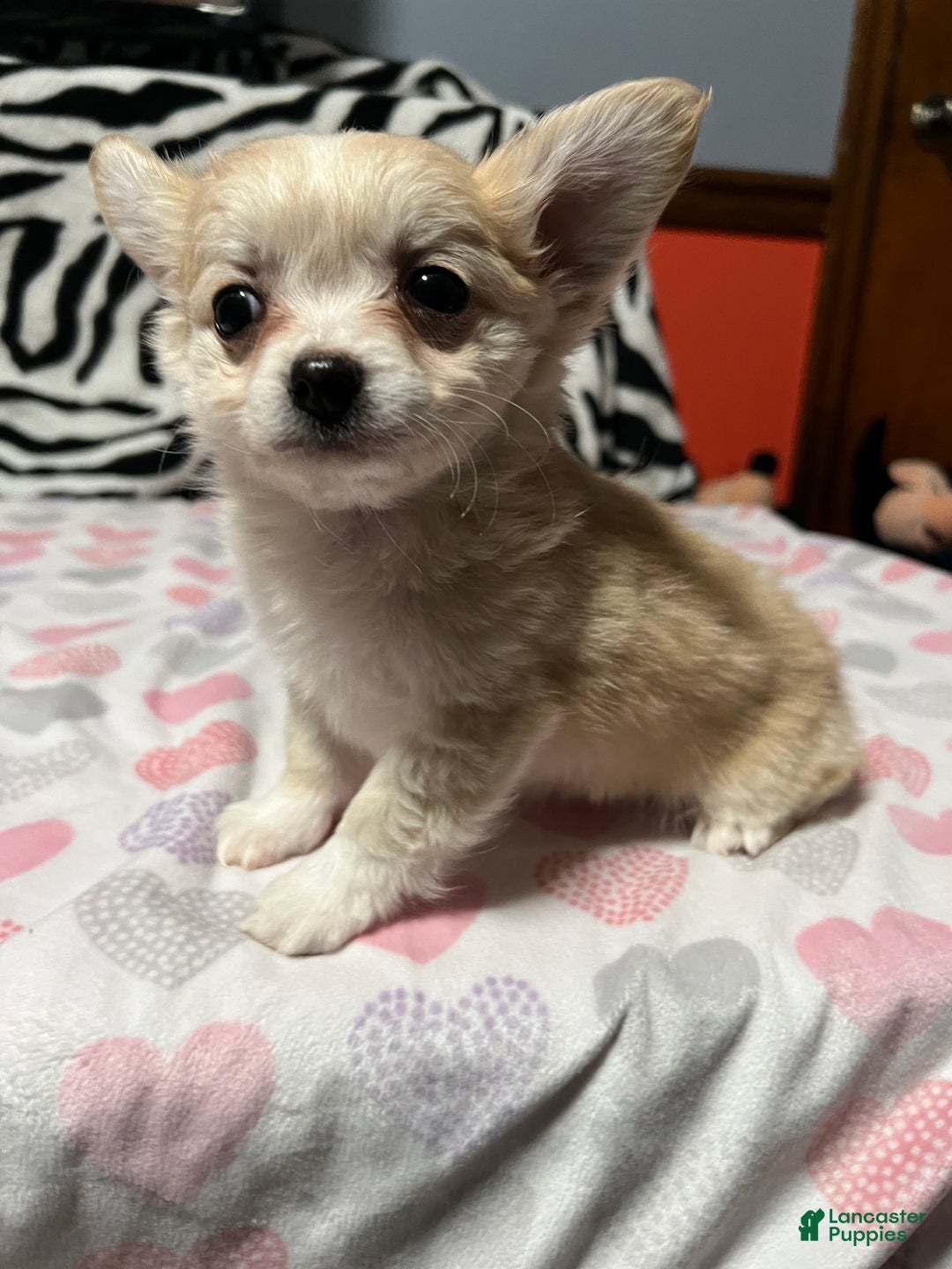 Papillon dogs for sale: Ozzy - Ad 5