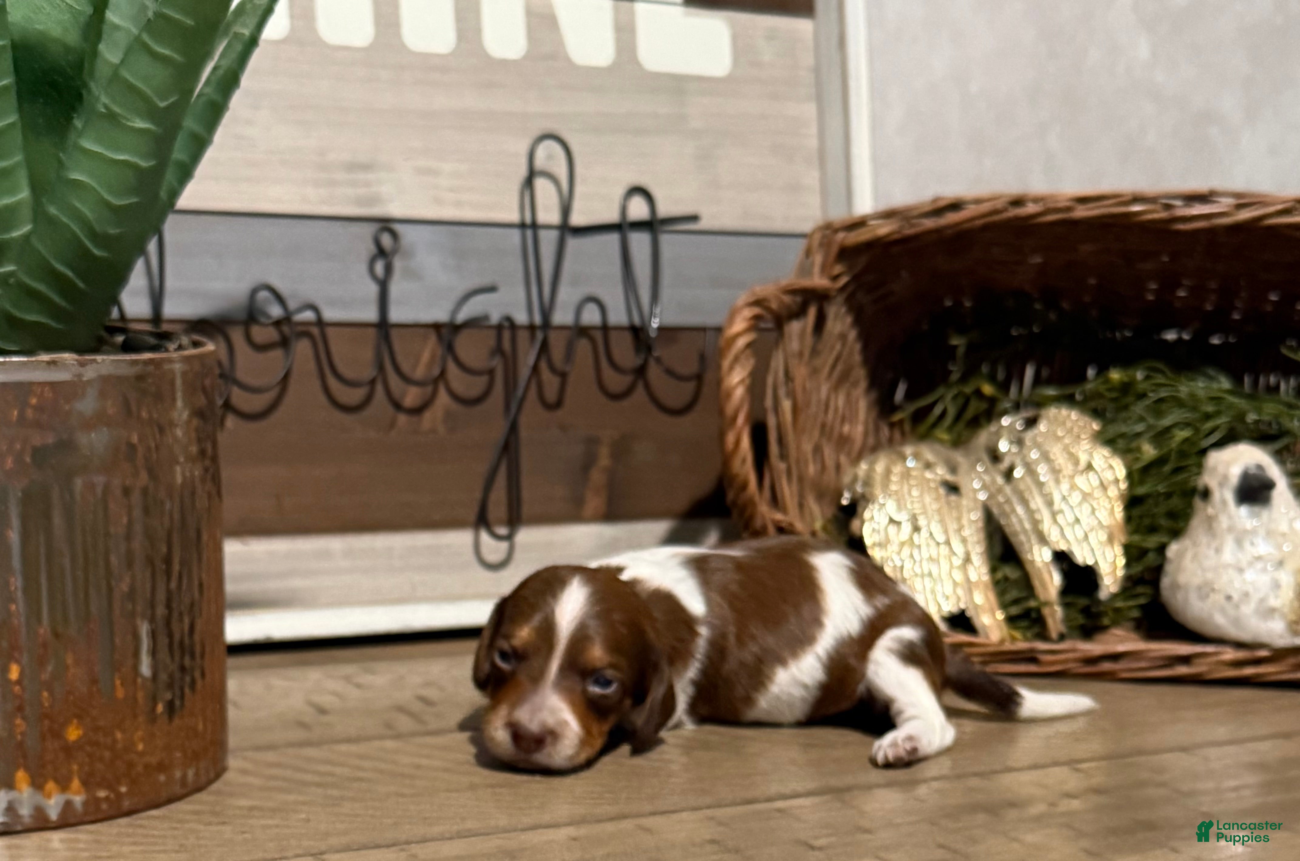 Miniature Dachshund dogs The Painted Prodigy - Ad 9