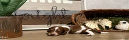 Miniature Dachshund dogs for sale: The Painted Prodigy - Ad 1