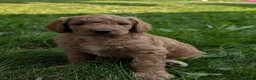 Goldendoodle dogs for sale: Annie  - Ad 11