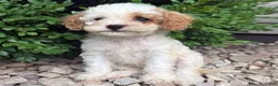 Cavapoo dogs for sale: Peter  - Ad 4