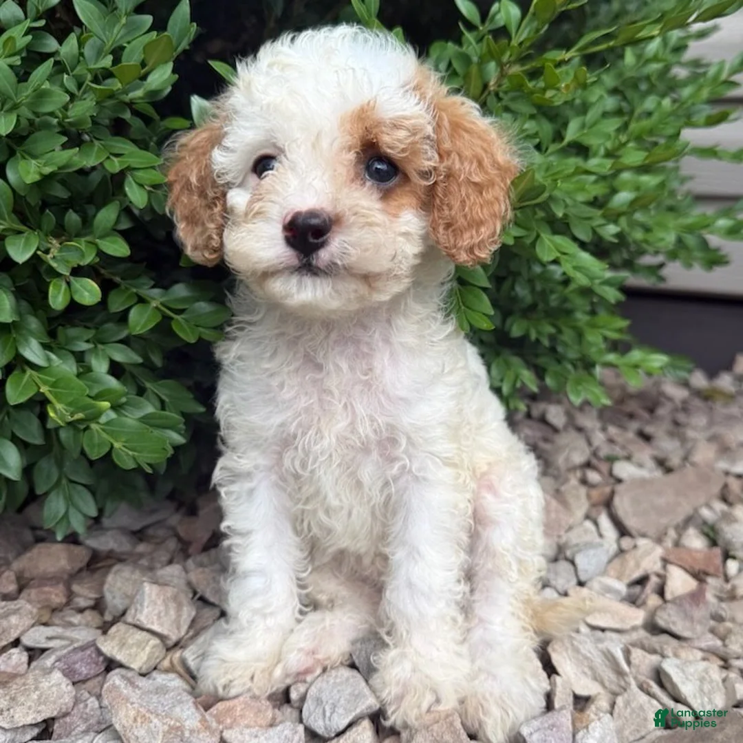 Cavapoo dogs for sale: Peter  - Ad 4