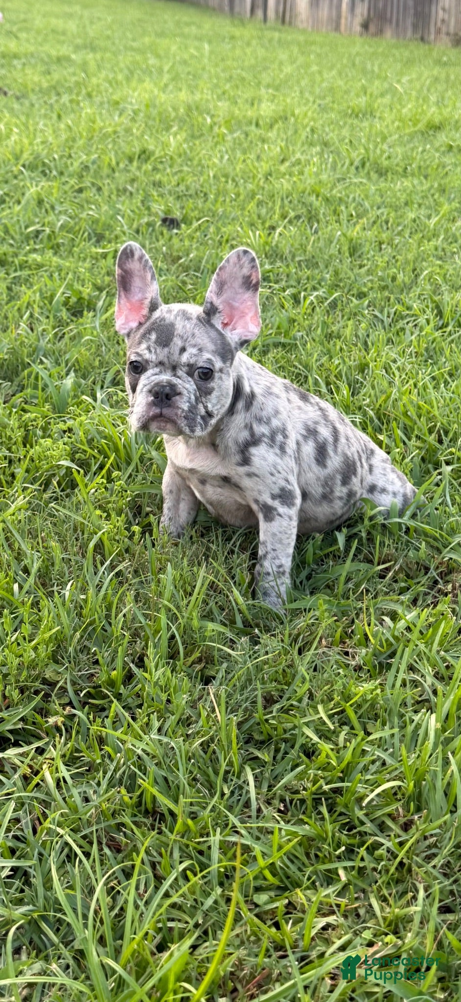 French Bulldog dogs for sale: Pappy - Ad 4