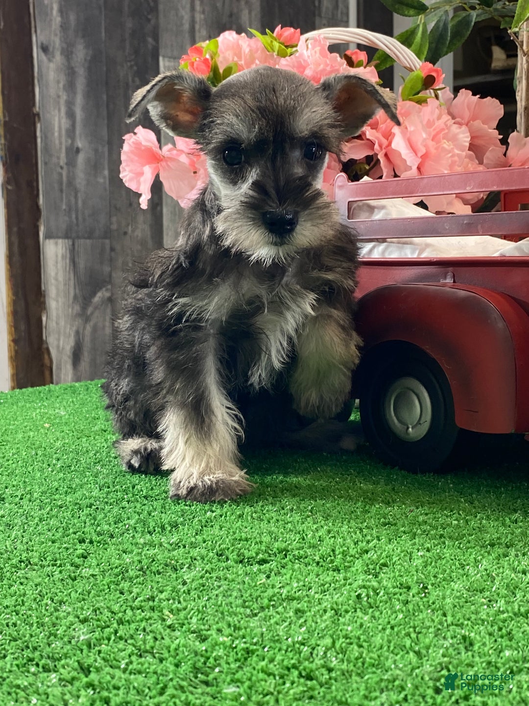 Miniature Schnauzer dogs for sale: Kylie - Ad 1