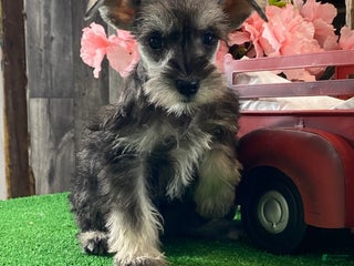 Miniature Schnauzer dogs Kylie - Ad 15