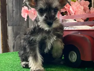 Miniature Schnauzer dogs Kylie - Ad 42