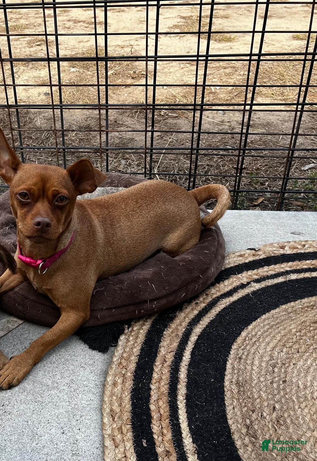 Mixed Breed dogs for sale: Mixed Breed Puppy 1 - Ad 4