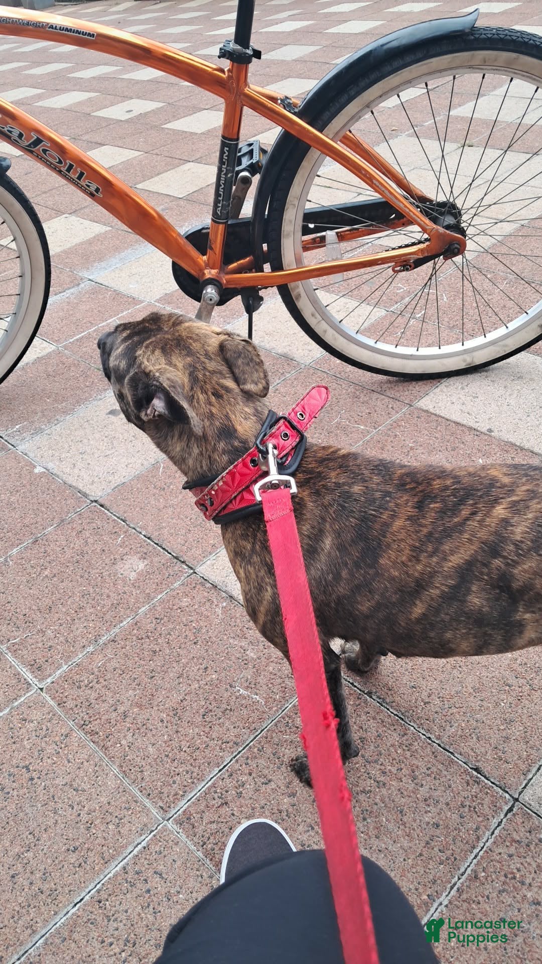 Mixed Breed dogs Shicona  - Ad 21