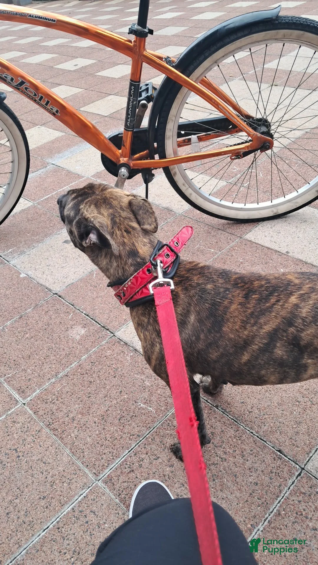 Mixed Breed dogs for sale: Shicona  - Ad 1