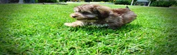 Havapoo dogs for sale: Fancy - Ad 15