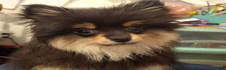Pomeranian dogs for sale: Zues - Ad 3