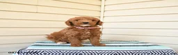 Goldendoodle dogs for sale: Wooton - Ad 3