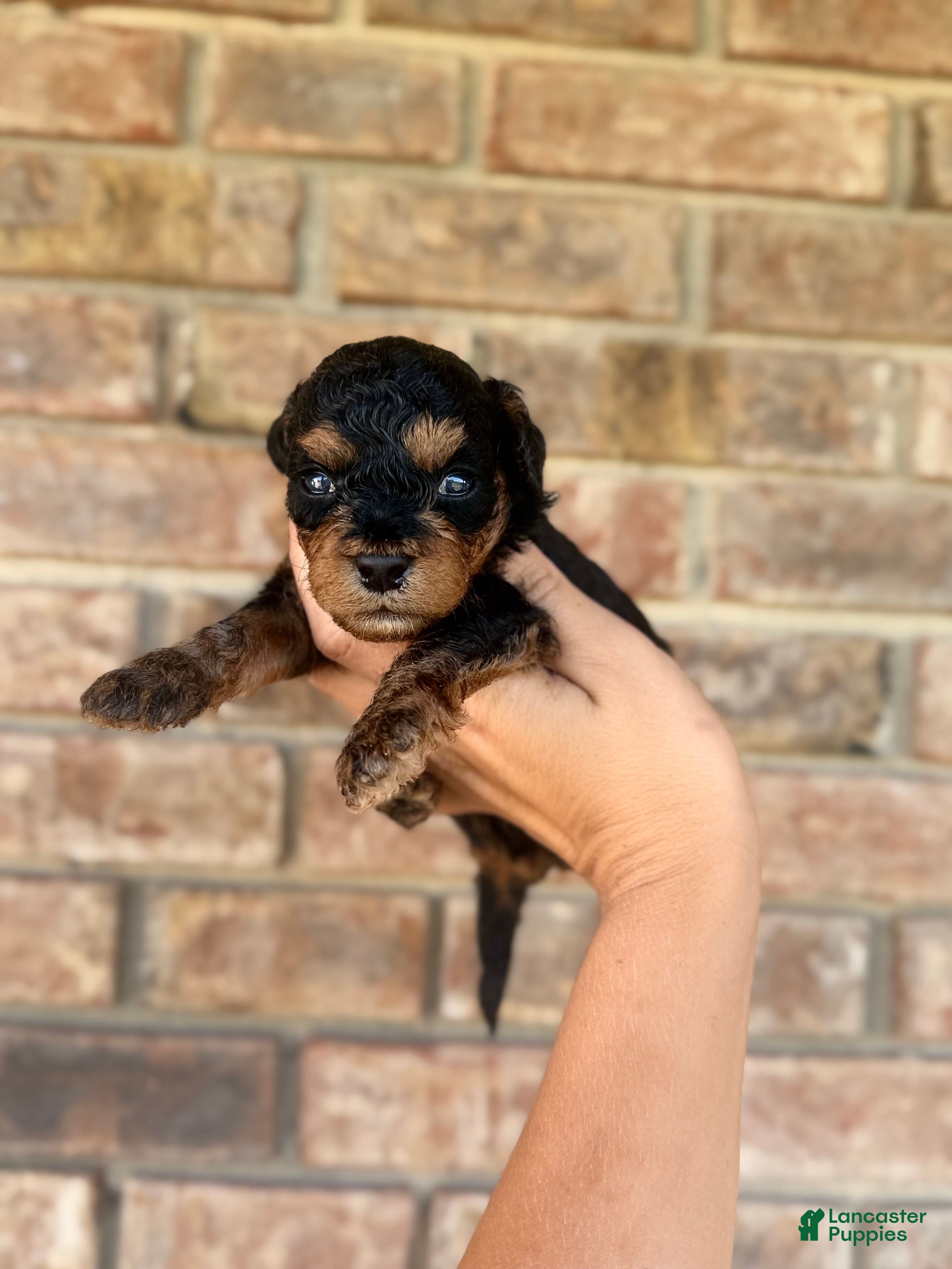 Miniature Poodle dogs Vader - Ad 2