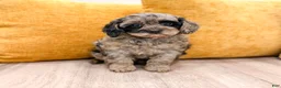 Cavapoo dogs for sale: Izzy  - Ad 1