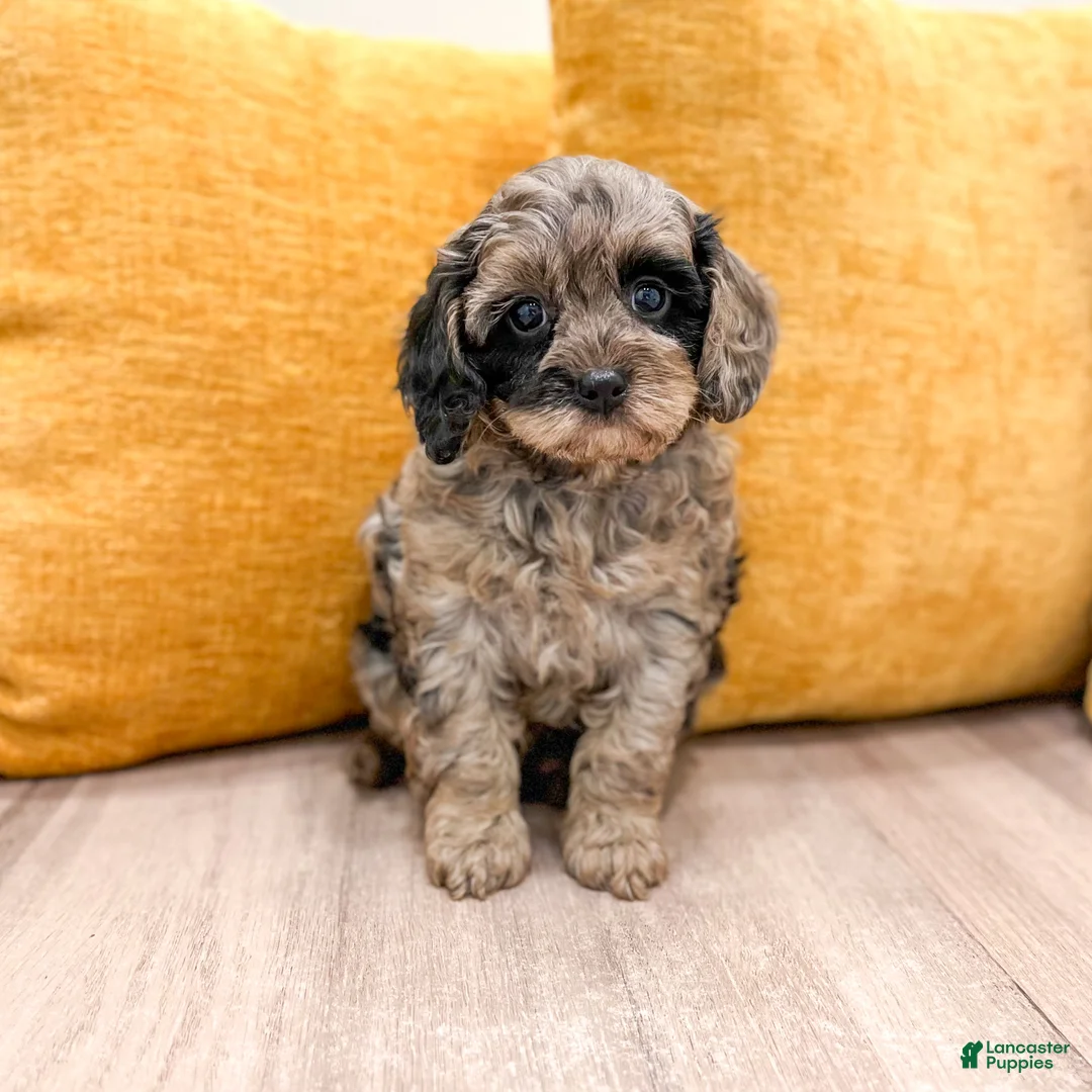 Cavapoo dogs for sale: Izzy  - Ad 1