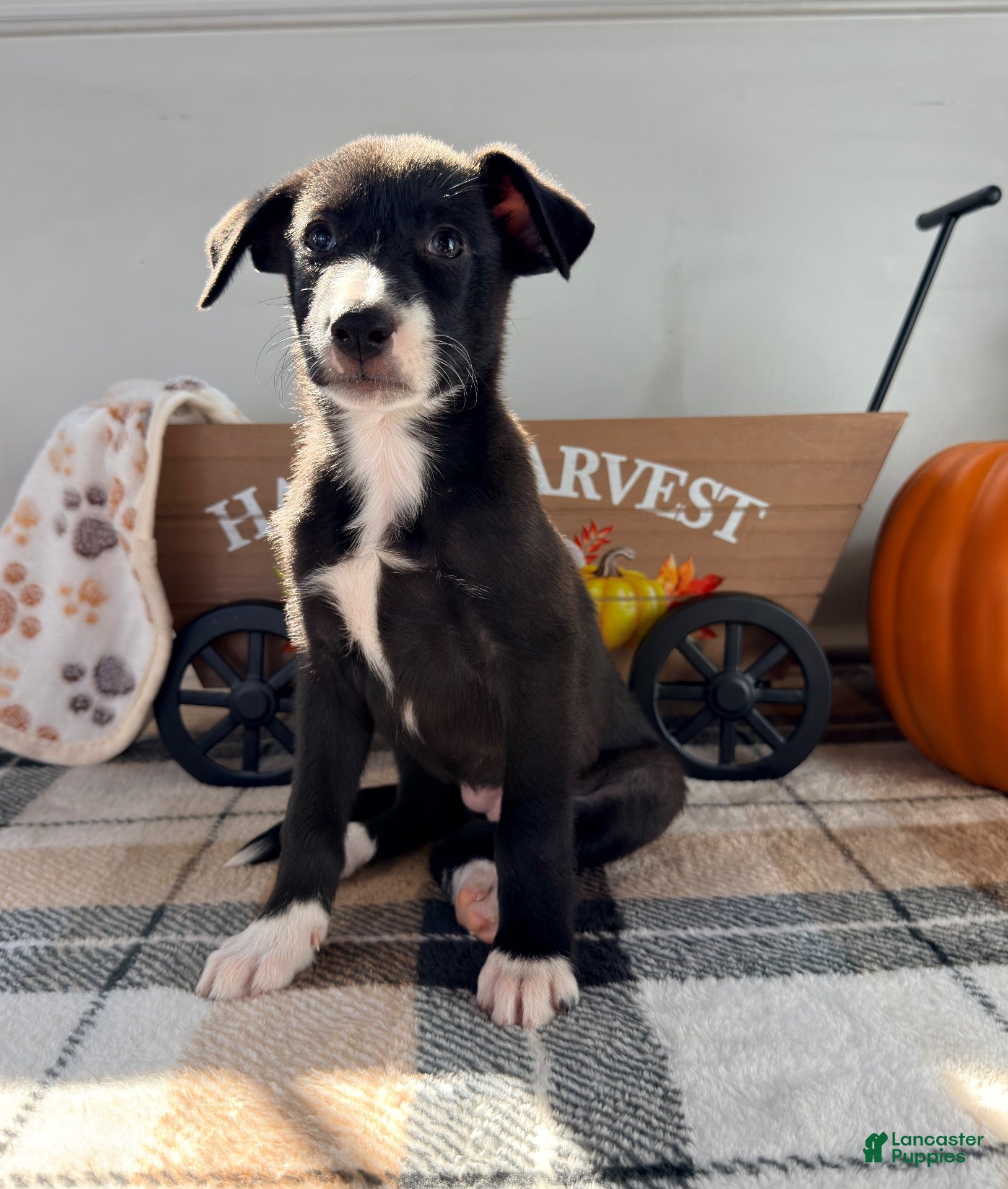 Border Collie dogs Maple - Ad 33