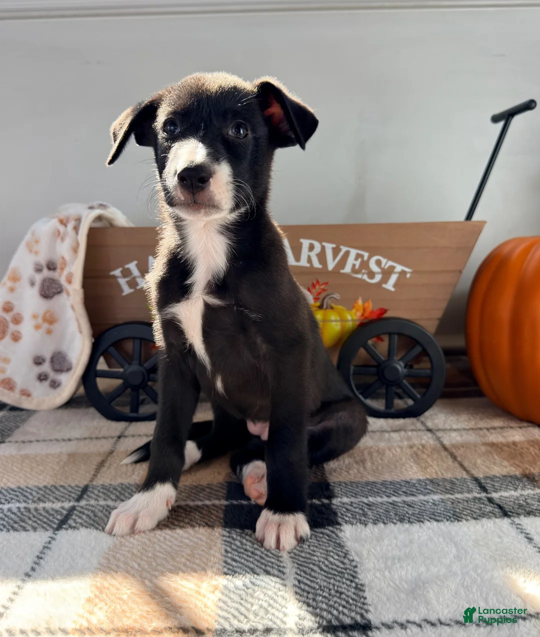 Border Collie dogs for sale: Maple - Ad 1
