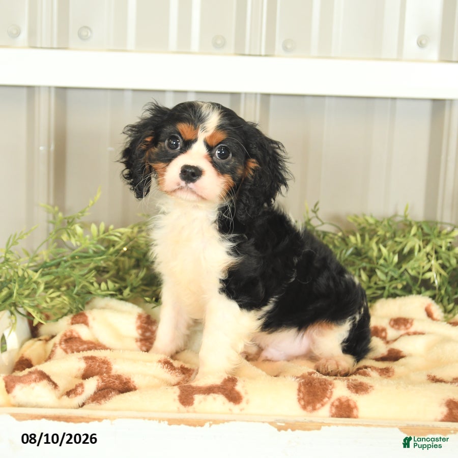 Cavalier King Charles Spaniel dogs Leslie - Ad 2