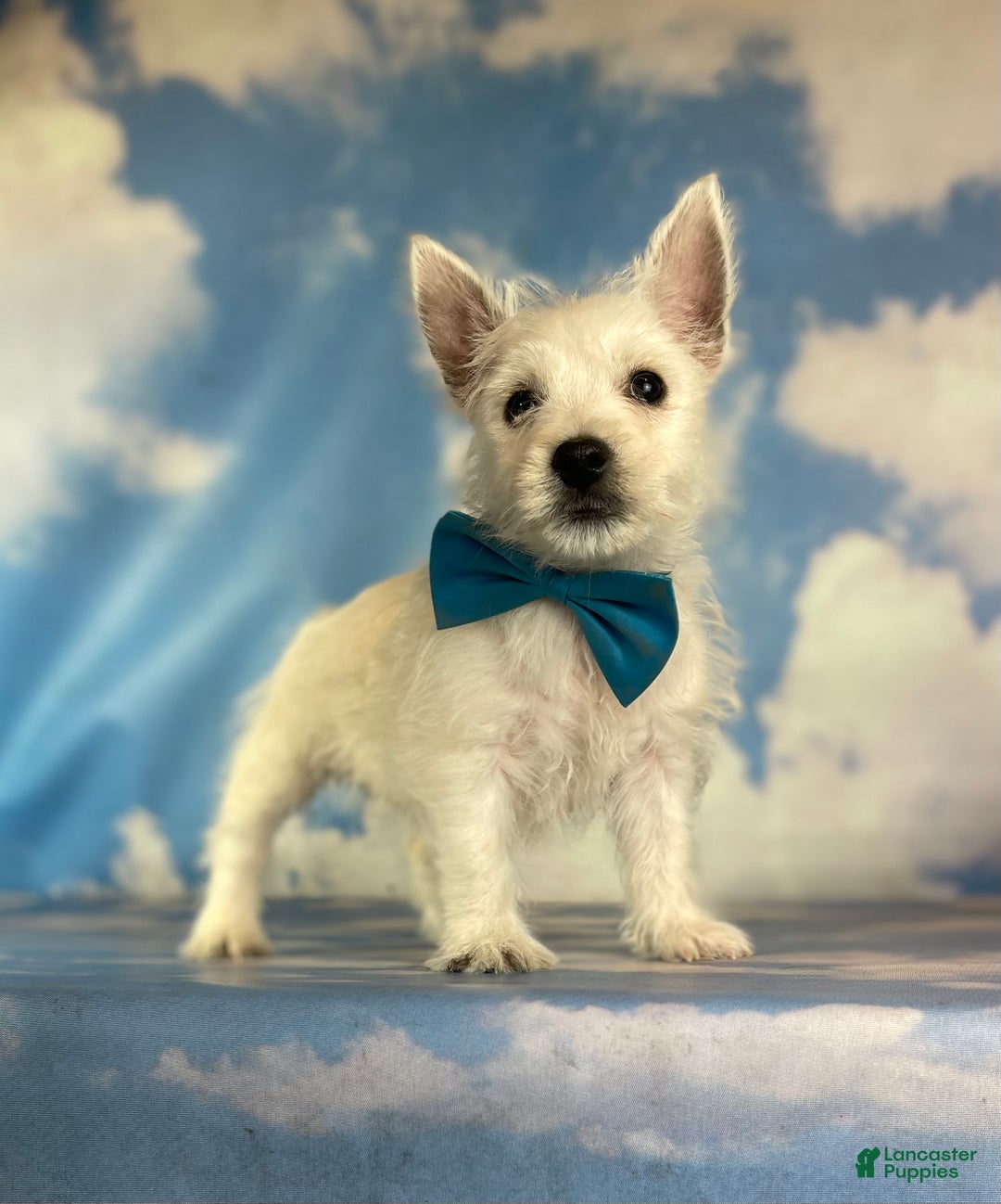 Westie Terrier West Highland Breeders Near Me Kennel Club West