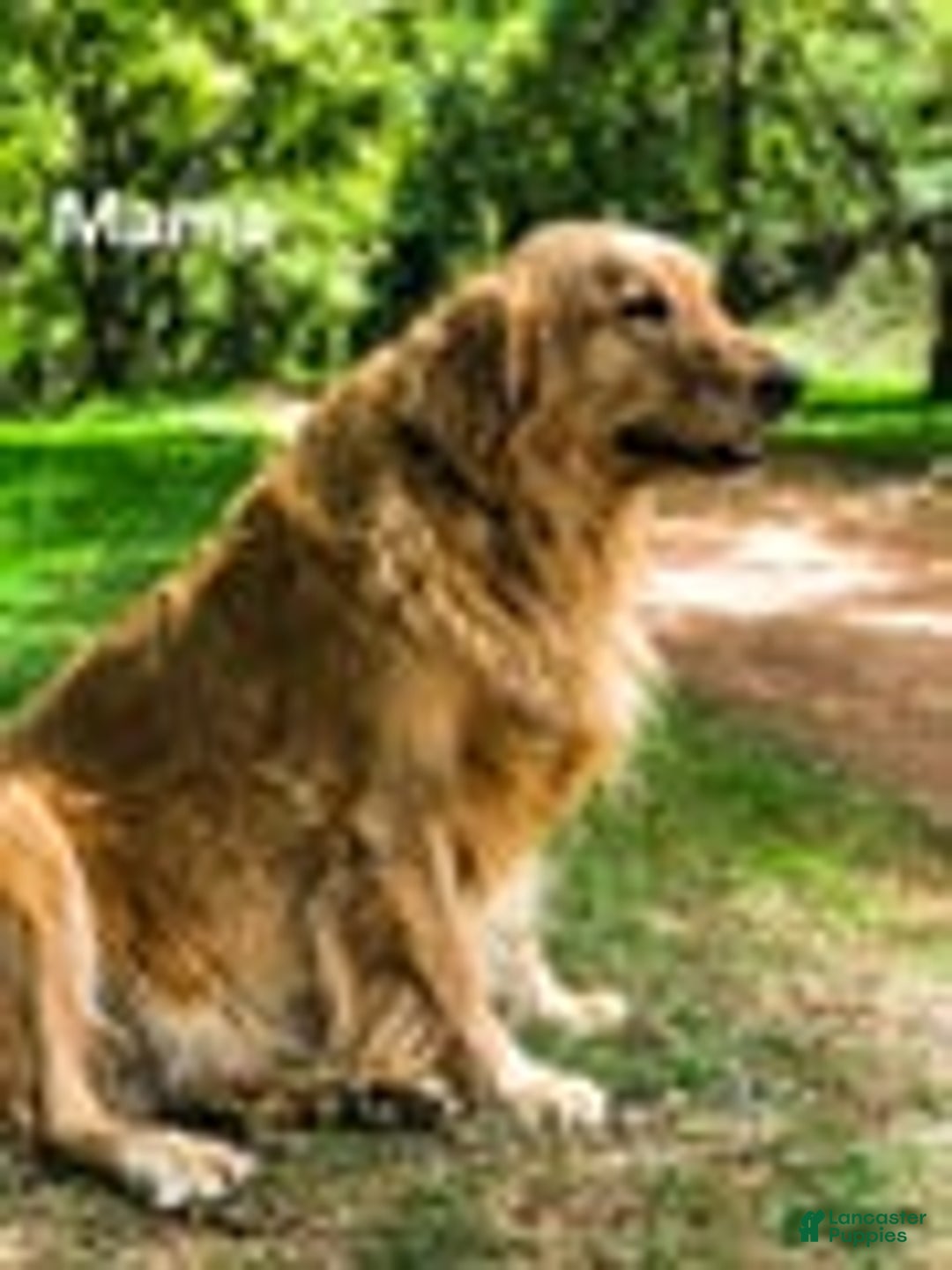 Mixed Breed dogs for sale:  Sheila - Ad 13