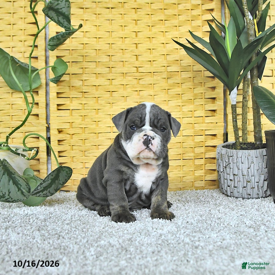 English Bulldog dogs for sale: Arlo - Ad 1