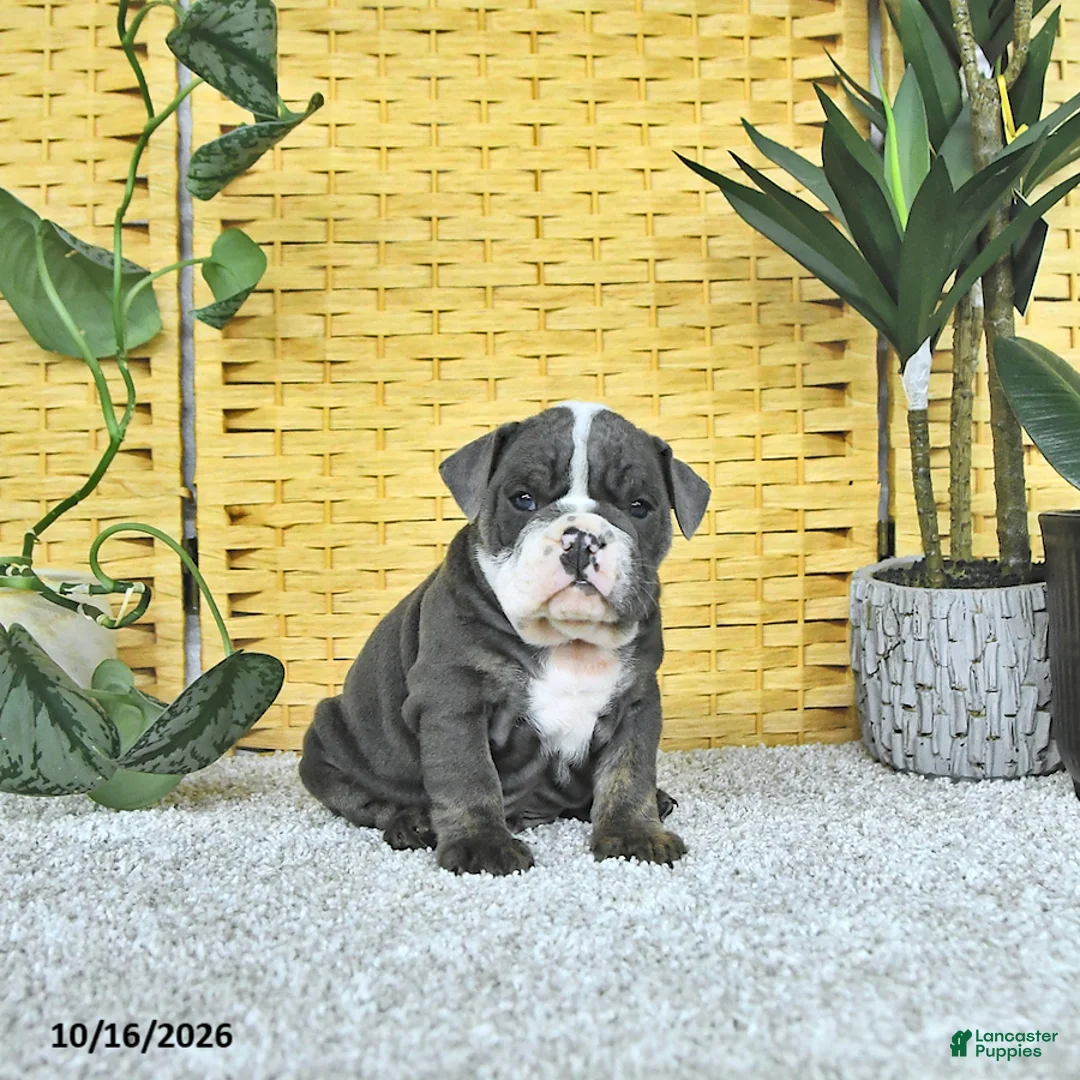 English Bulldog dogs for sale: Arlo - Ad 1