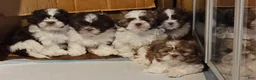Shih Tzu dogs for sale: Chanel  - Ad 5