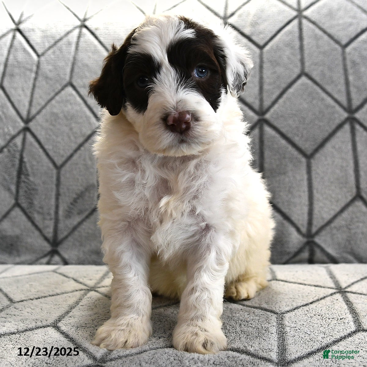 Portuguese Water Dog dogs Doodles - Ad 31