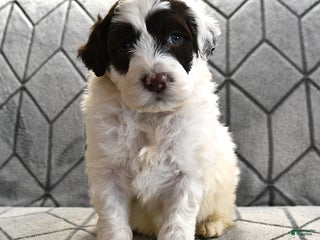 Portuguese Water Dog dogs Doodles - Ad 31