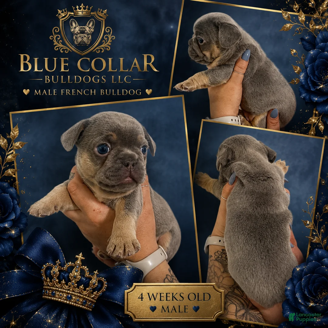 French Bulldog dogs for sale: Lilac Tri Male French Bulldog 2 - Ad 2