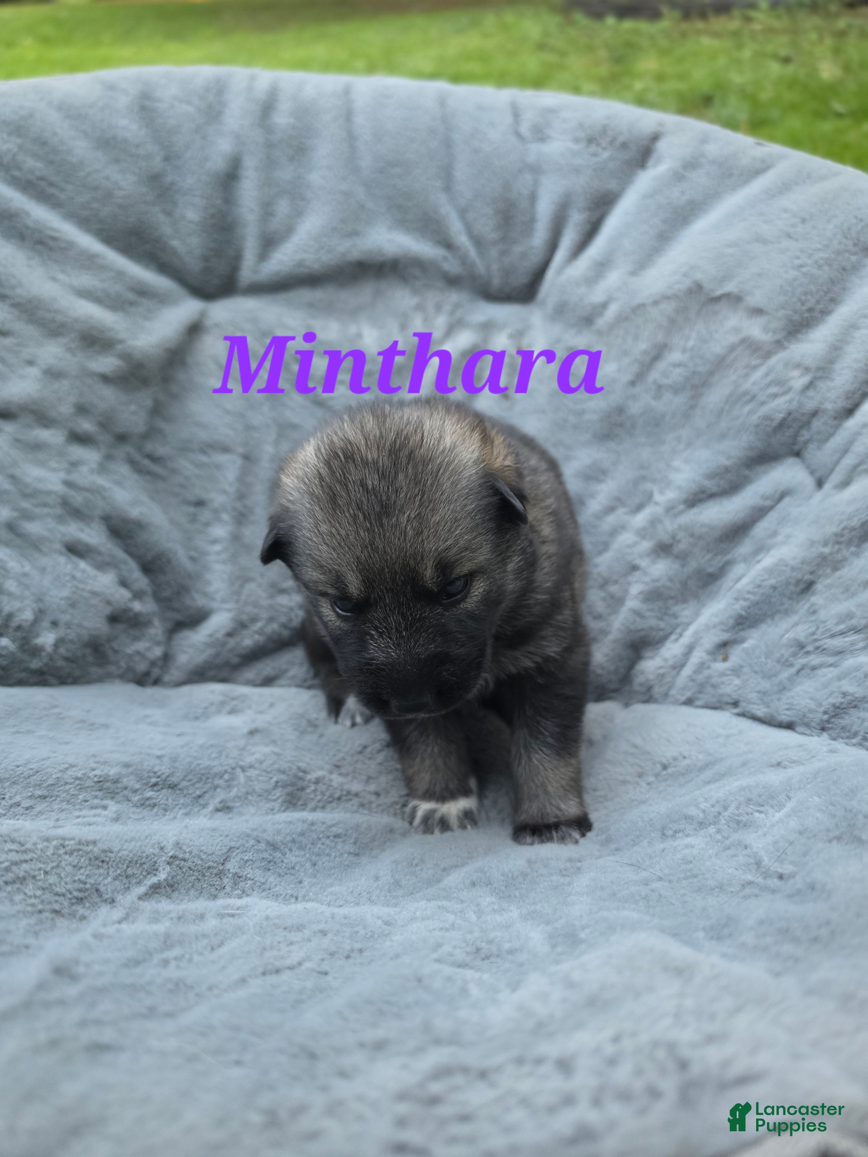 Gerberian Shepsky dogs for sale: Minthara  - Ad 2