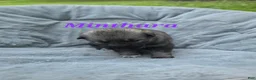 Gerberian Shepsky dogs for sale: Minthara  - Ad 2